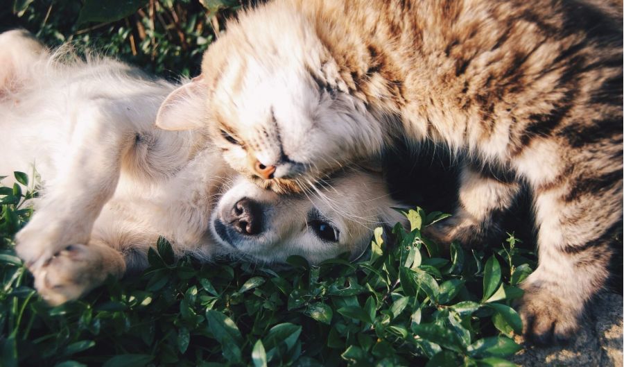 Cat and dog on grass