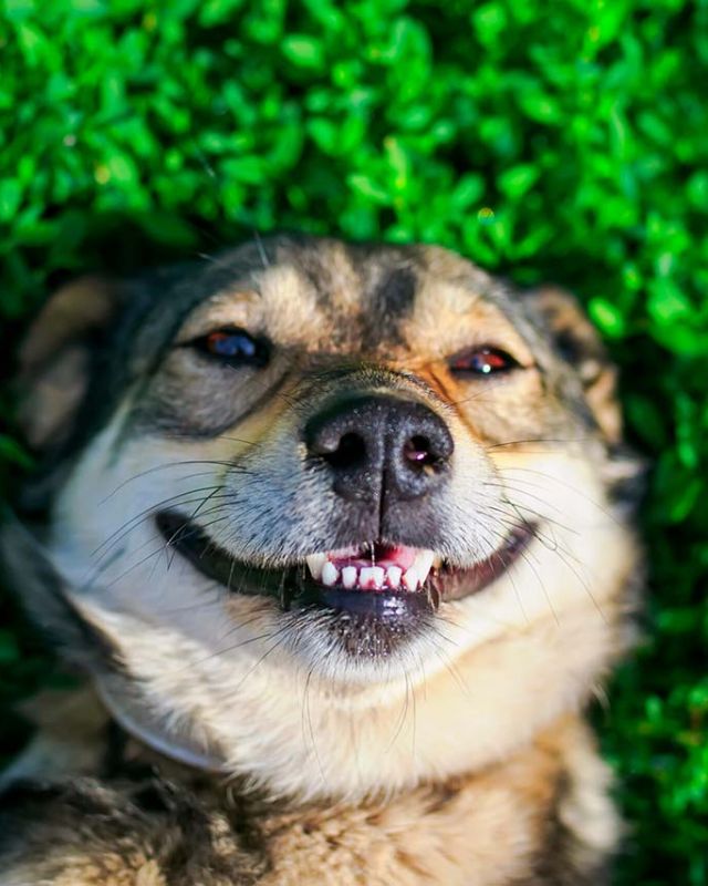 Dog laying on grass