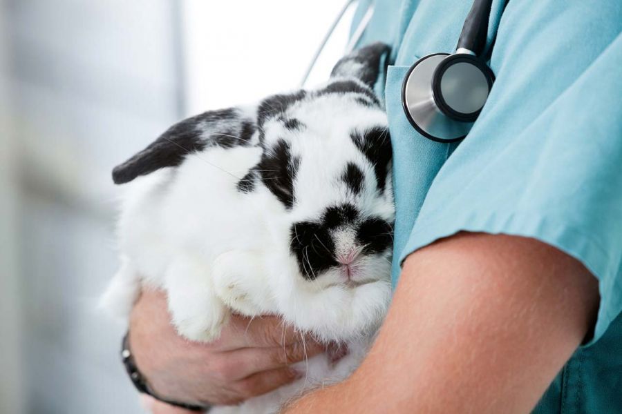 Calm Rabbit Being Held