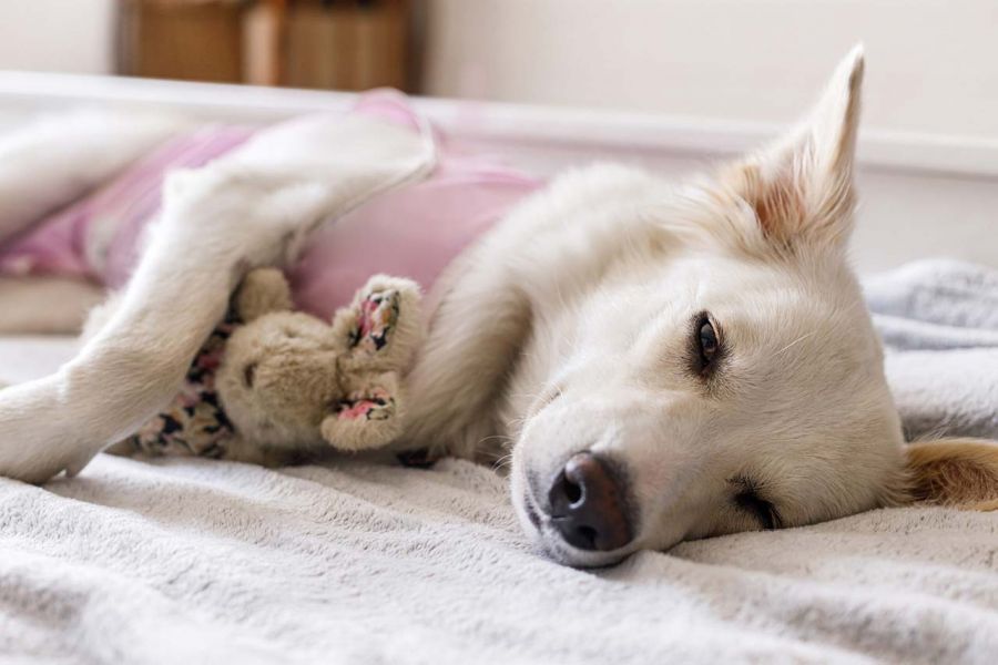 Sleepy Dog Holding Toy