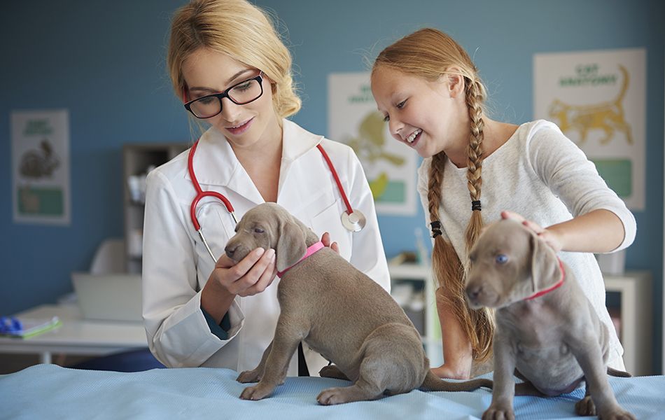 taking dog to vet