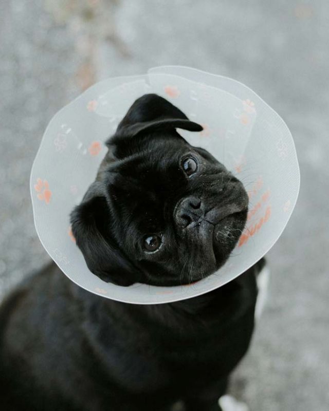 Small Dog Wearing Cone