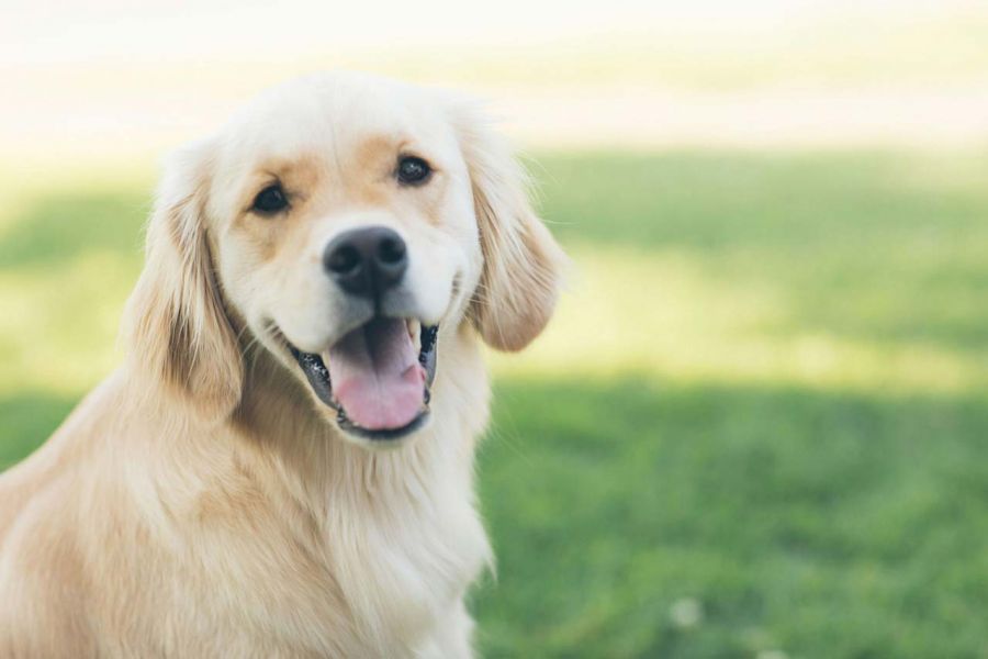 Dog Smiling at Camera