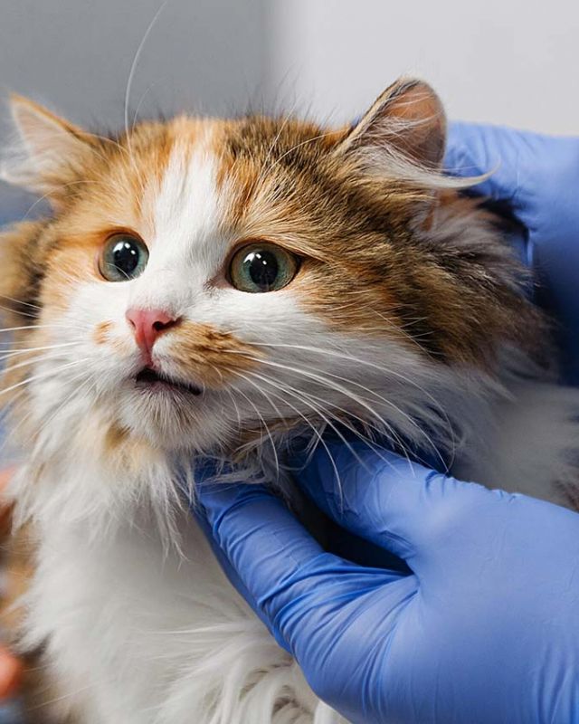 Cat Receiving Checkup