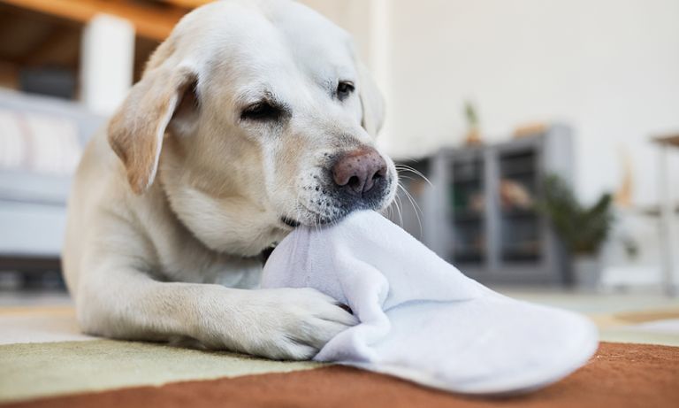 Destructive Chewing: Why Dogs Do It and How to Correct It