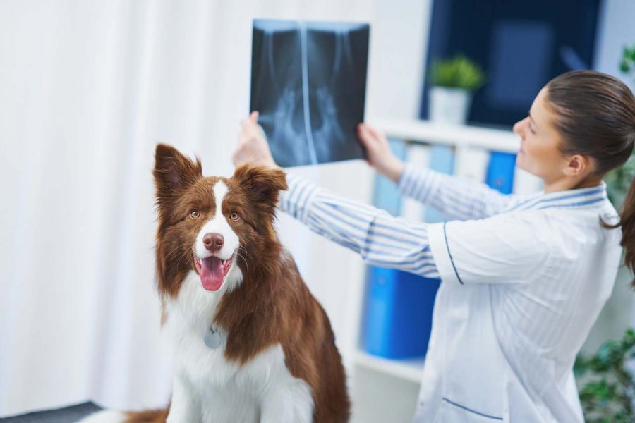 Dog getting an x-ray