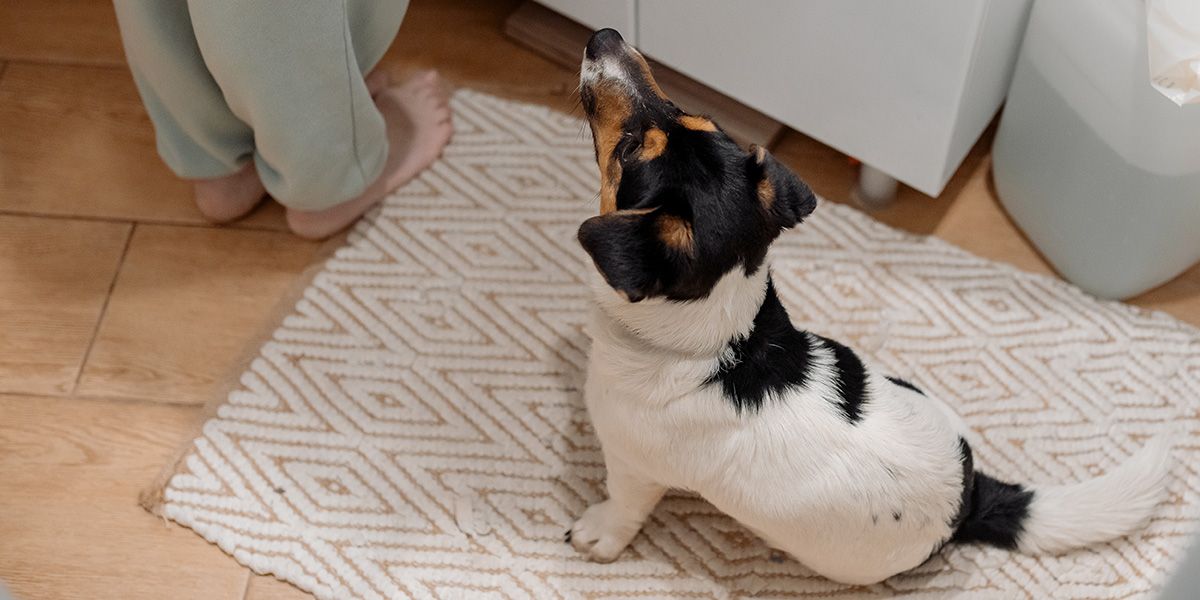 why does my dog follow me to the bathroom why does my dog follow me to the bathroom