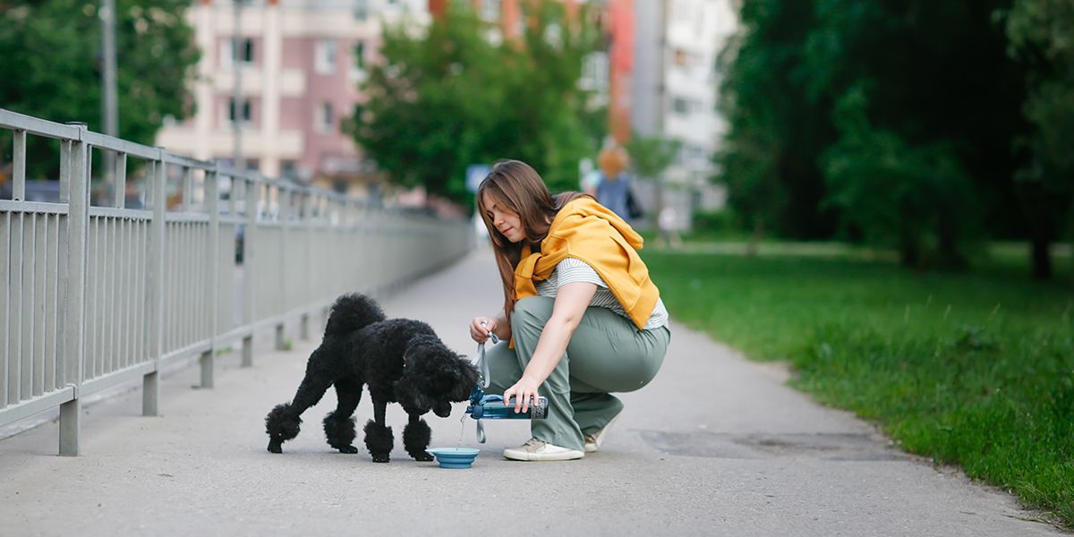 summer pet safety summer pet safety