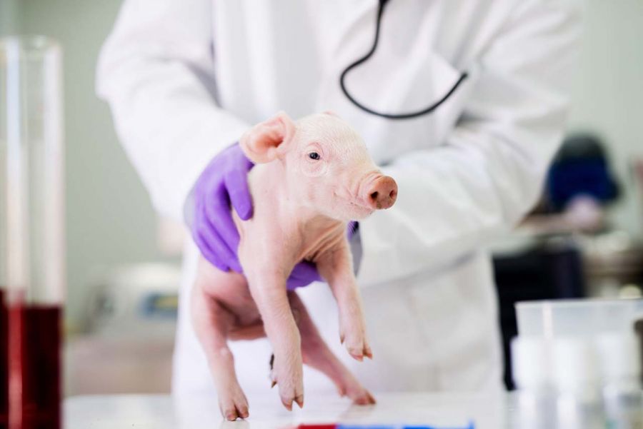 Pig Being Held For Examination