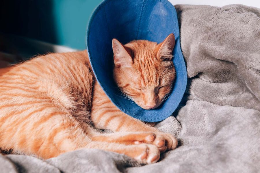 Cat Napping with Cloth Cone