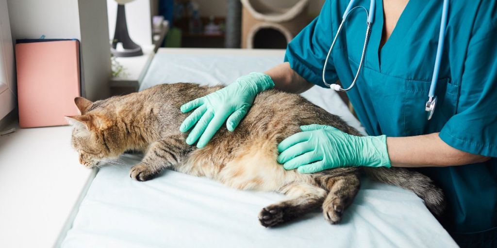 Debunking 5 Common Misconceptions About Spaying Neutering