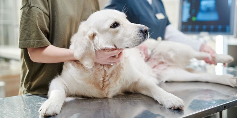 why-does-my-dog-have-a-lump-on-his-neck-types-of-lumps