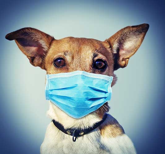 Dog Wearing Blue Mask