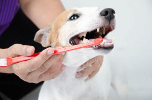 Teeth Cleaning for Dogs