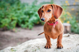 Dachshund - Low-Maintenance Dog Breed