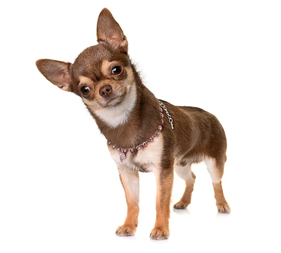 Brown Chihuahua