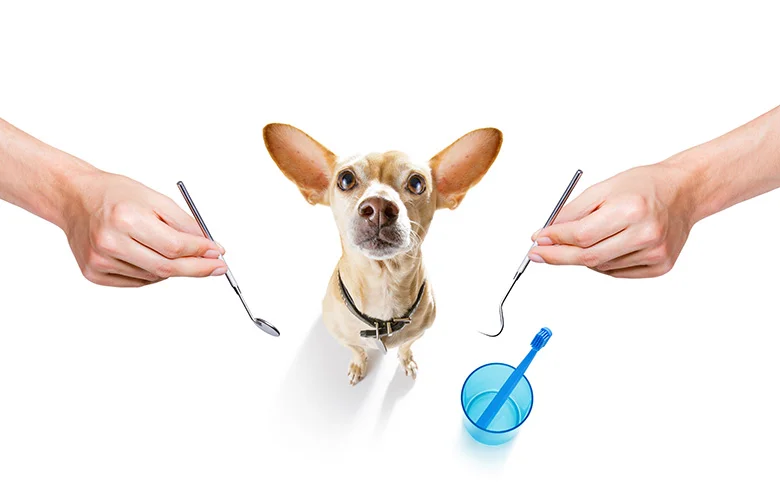 Chihuahua Dental Health