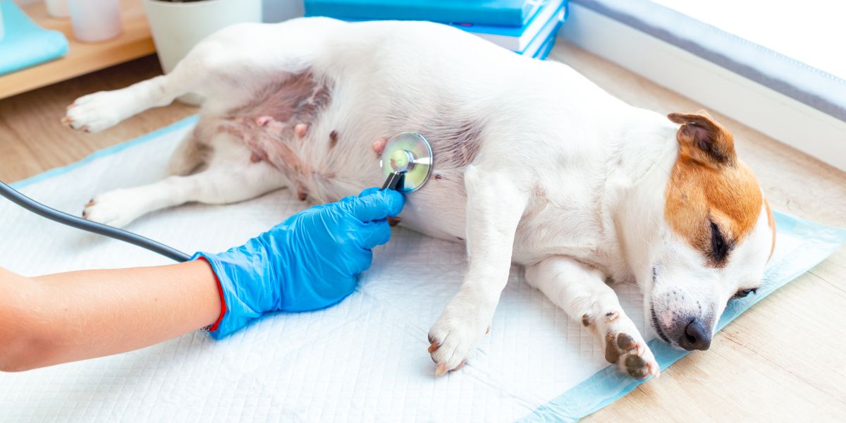 Injection for heartworm clearance treatment